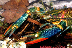 Male redclaw makes a very colorful aquarium pet.
from Chris Lukhaup  www.crayfishworld.com .