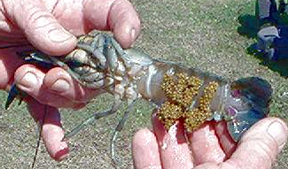 Breeding Australian red claw in tanks - Freshwater Crayfish