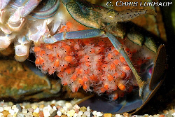 Here is a closeup of redclaw hatchlings on the female.
from Chris Lukhaup  www.crayfishworld.com .