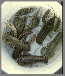 Raise giant freshwater crayfish-
easily!