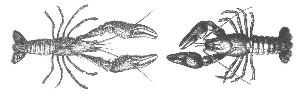 from: 'The Crayfish' by T.H. Huxley, 1879