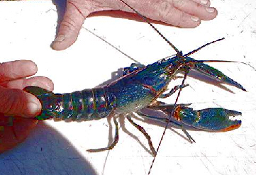 Raise giant Red Claw freshwater crayfish! 
 Photo courtesy of Red Claw Ranch, Fla.
Click to go to the Red Claw Ranch home page page