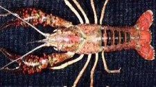 Red Swamp crayfish...most popular Southern variety for culture